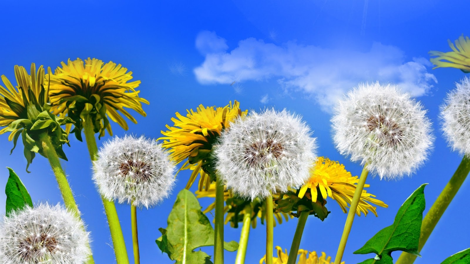 Frutas y flores wallpapers
