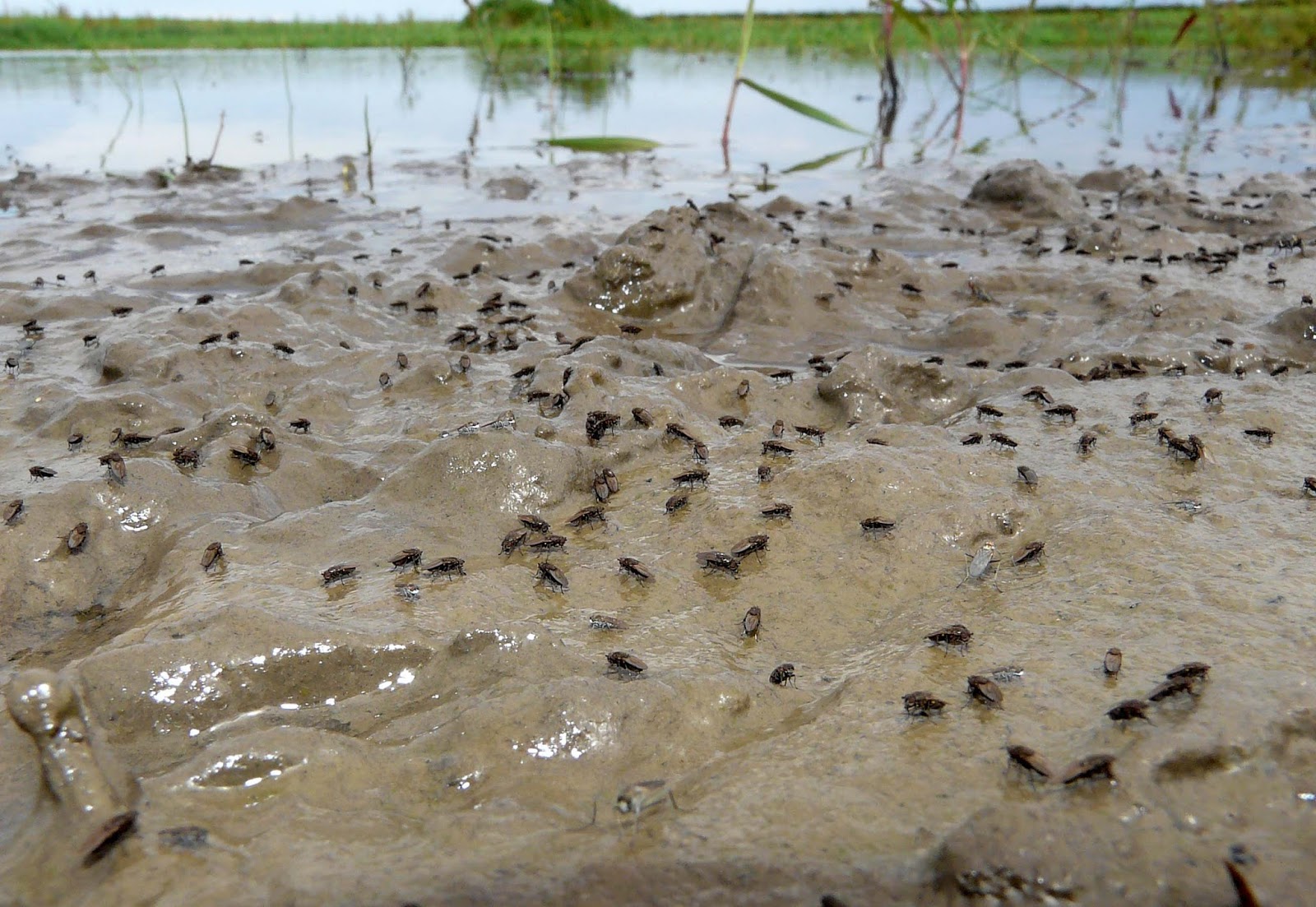 Ponds, time and place. A Druridge Bay Northumberland blog