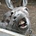 Zimbabwean man bags 8months in jail for raping a Donkey