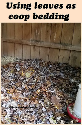 leaves | chicken coop bedding