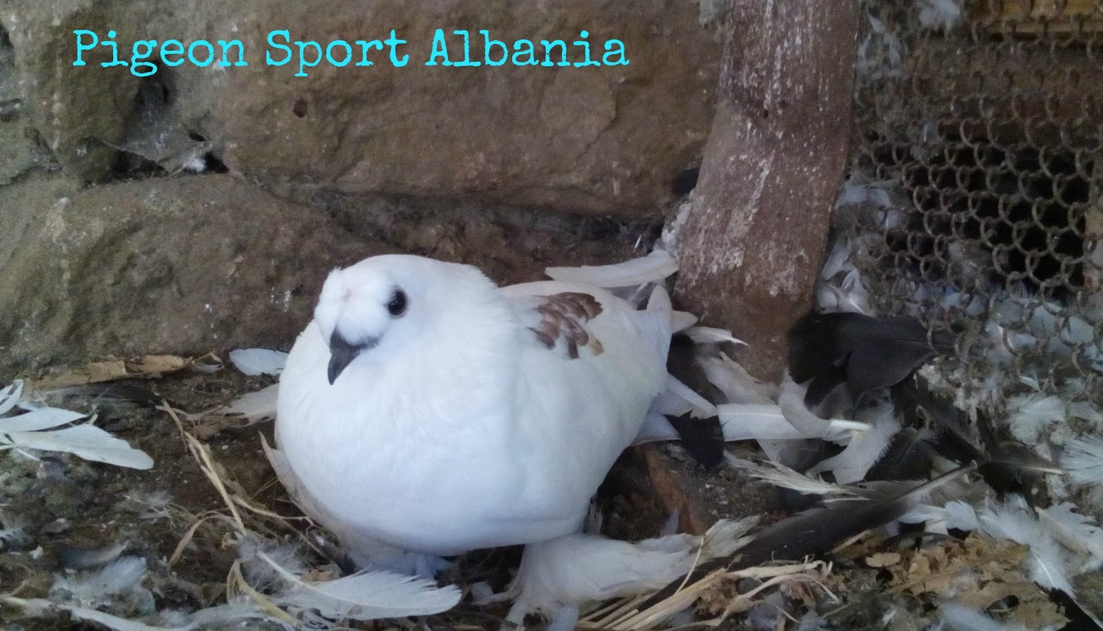 Sport Albania Sport Albania