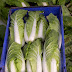 Chinese Cabbage - Bok Choy | Philippines Petsay 