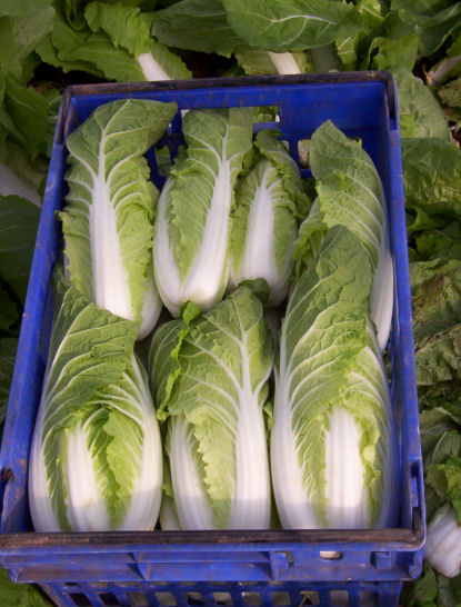 Chinese Cabbage - Bok Choy | Philippines Petsay 