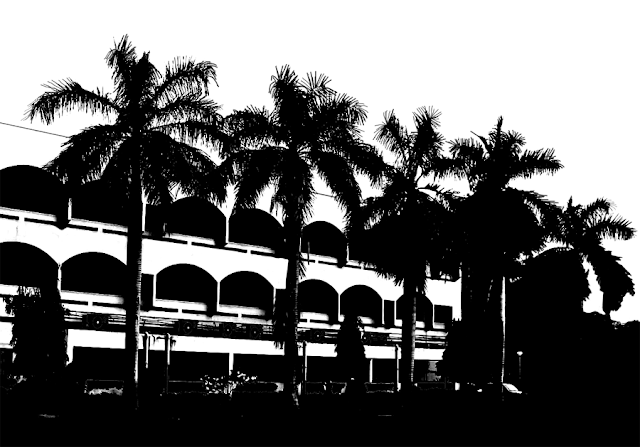 silhouette of a row of coconut palms against the backdrop of a building