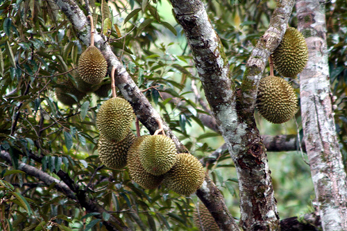 Budiaya durian