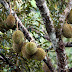 Budidaya Durian Lengkap dari Awal Tanam sampai Panen