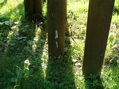 Odporność drewna impregnowanego ciśnieniowo na grzyby