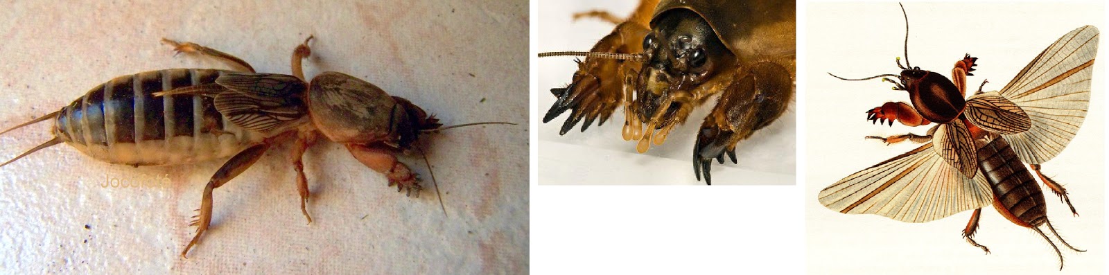 Különféle típusú rovarok - Bogarak – Wikipédia