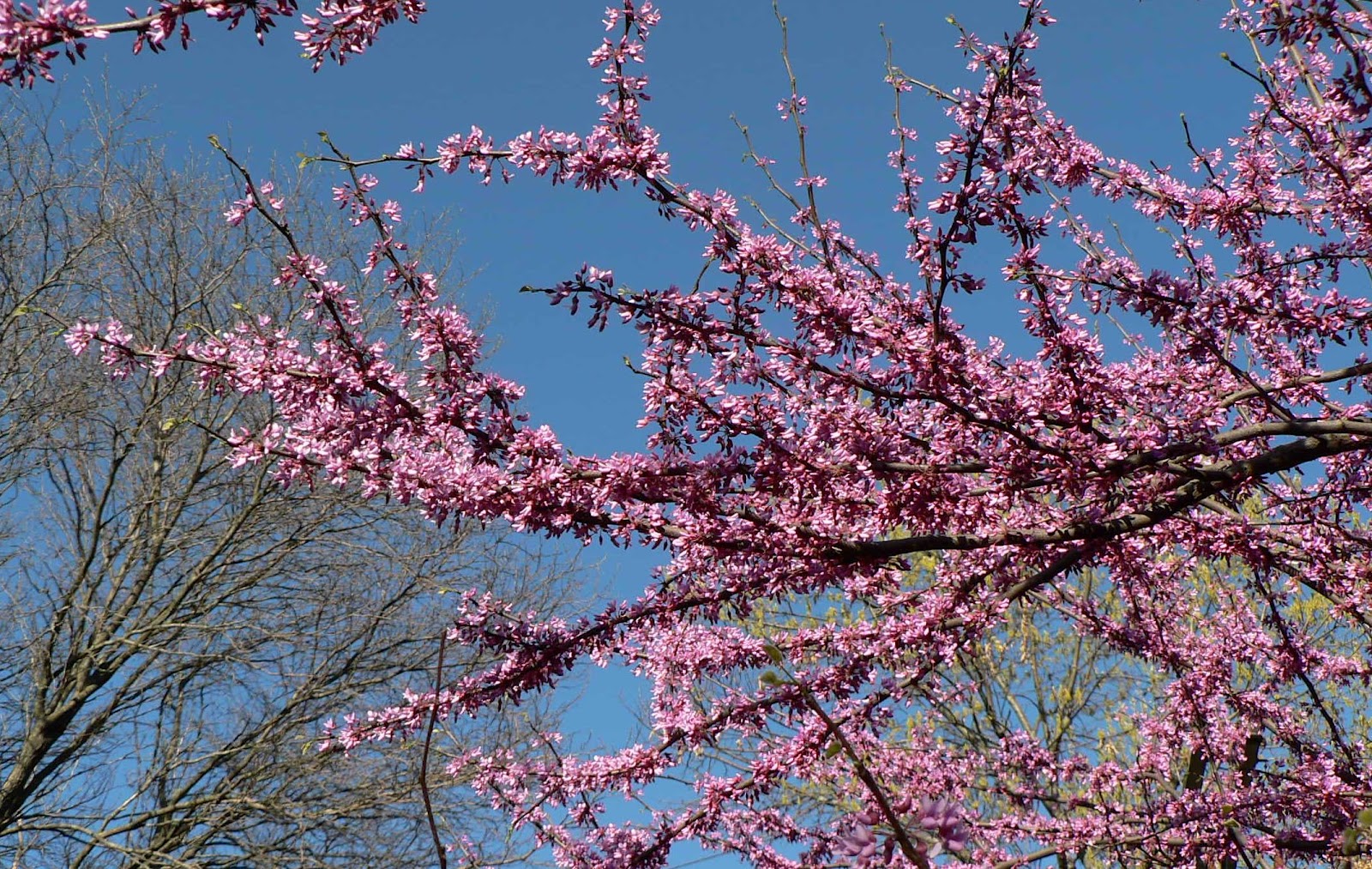 Visit My Garden: Spring Flowering Trees