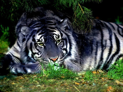 Siberian Tigers
