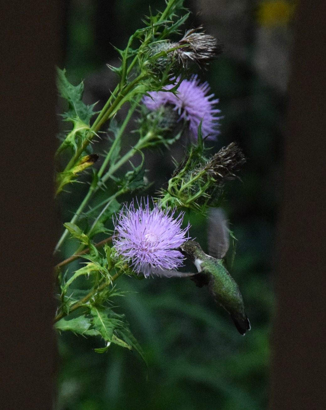 Using Native Plants Supporting Hummingbirds