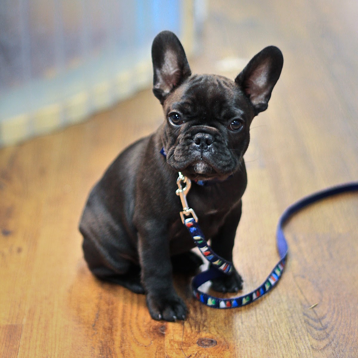French bulldog puppies LoL Picture Collection