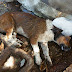 Homem mata Cachorro a pedradas em Cajazeiras