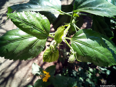 Image: Whiteflies' attack on Hibiscus leaves and buds