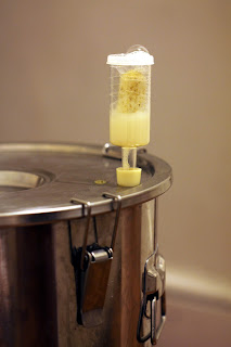 Hops and yeast in the airlock 24 hours into fermentation.