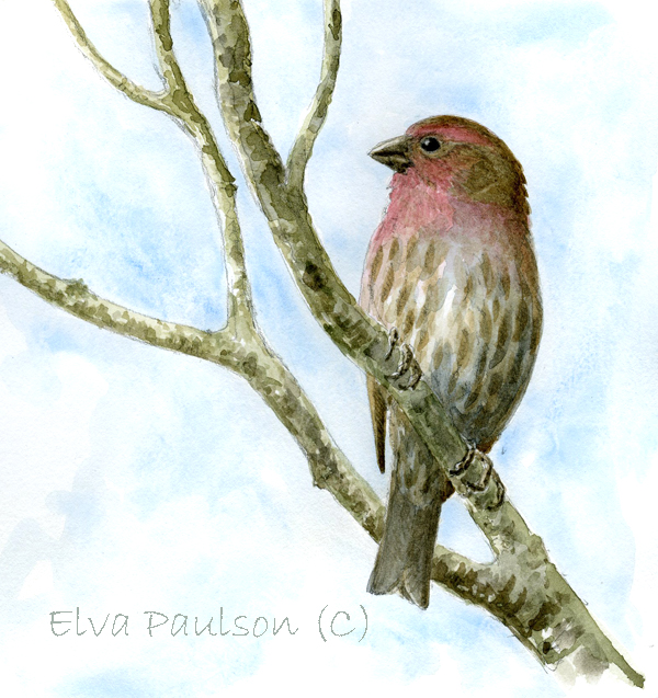 Elva's Field Notes: Smart Bird