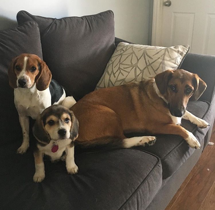 Adopted Dog Has Kennel Cough Adopted Dog Has Kennel Cough