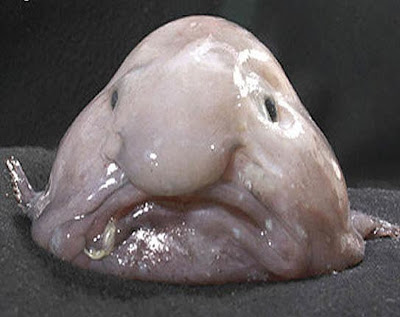 Blobfish (Psychrolutes marcidus).