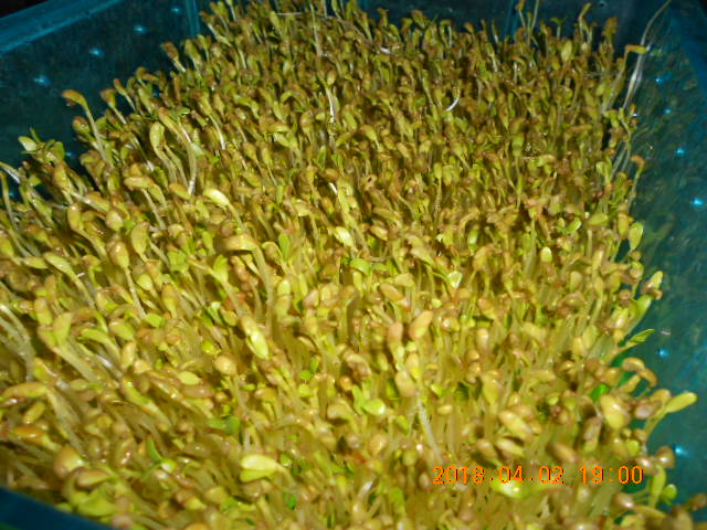 ��Ī��,��Ī�گ�,fenugreek,fenugreek-seeds,�����l,��Ī�ڽ��n,��Ī�ڬ�\��,��Ī�گ��\��,��Ī�ڵo����,��Ī�ڬ�