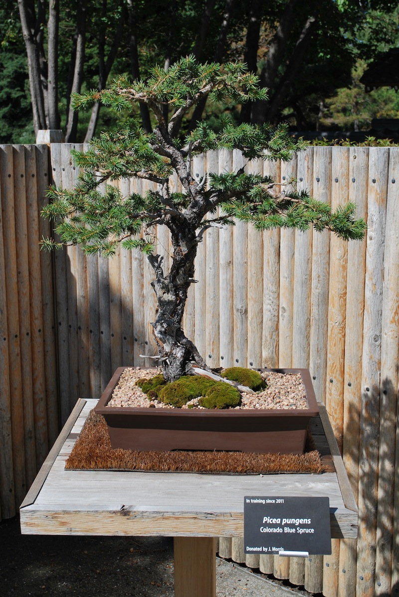 The Bonsai Society of South Jersey