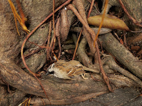 dead sparrow next to a tree