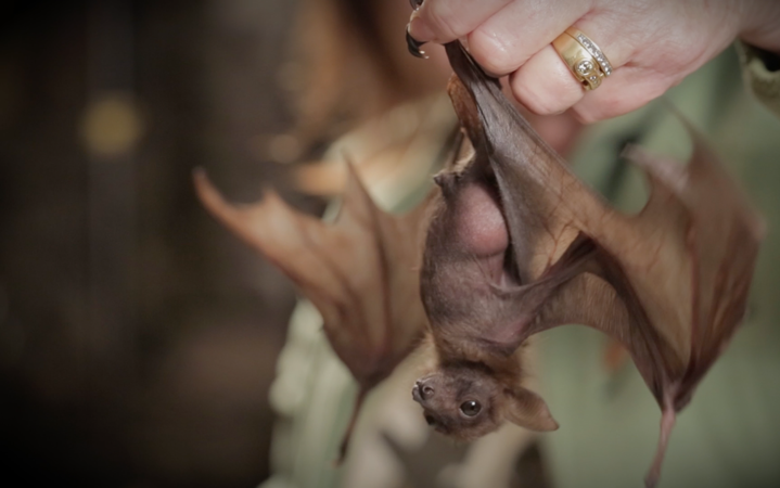 Baby Animals: Bat - Pup 2