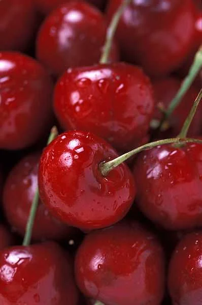Fresh ripe red cherries on a branch showing cherry fruit at peak ripeness for recipes and eating