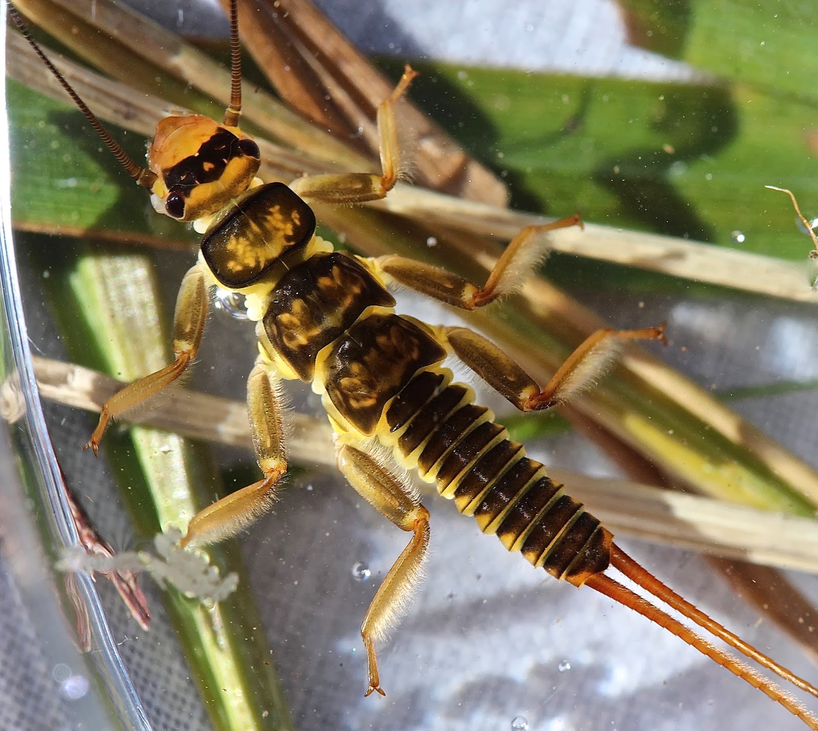 Aquatic Insects of Central Virginia: February 2014