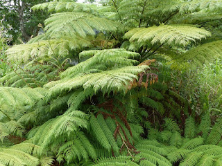 Cyathea sp. - Fanjan - Fougères arborescentes de la Réunion Cyathea sp. - Fanjan - Fougères arborescentes de la Réunion