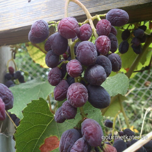 Wein