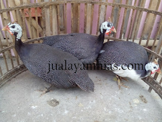 Ayam Mutiara Plangkok Dewasa