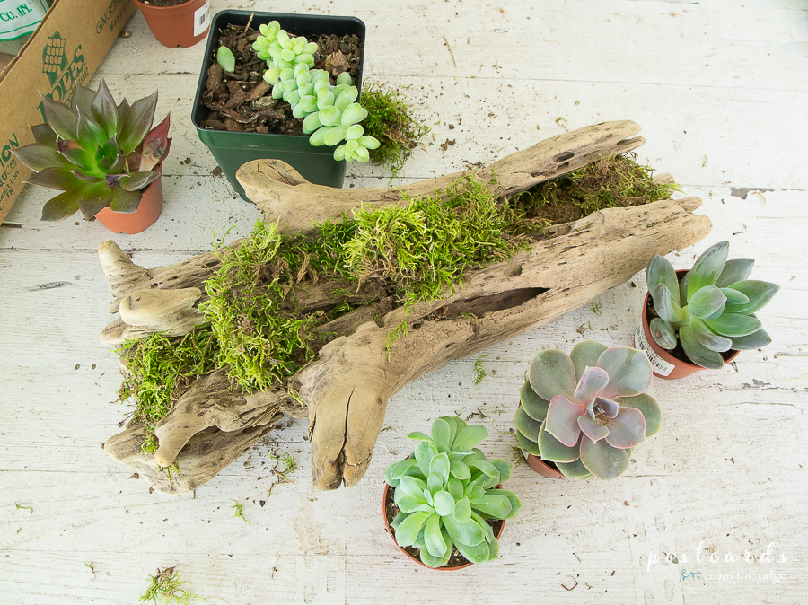 How to make a Driftwood Succulent Planter Postcards from the Ridge