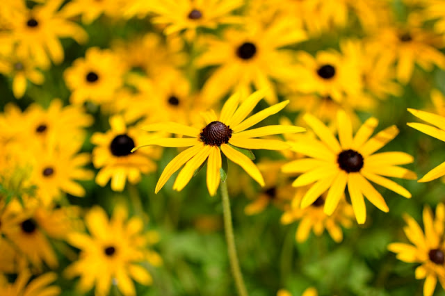 The Lost Gardens of Heligan in Cornwall