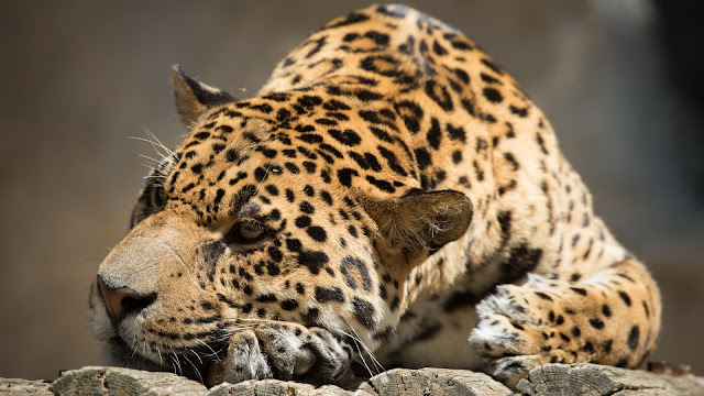 Jaguar Descansando
