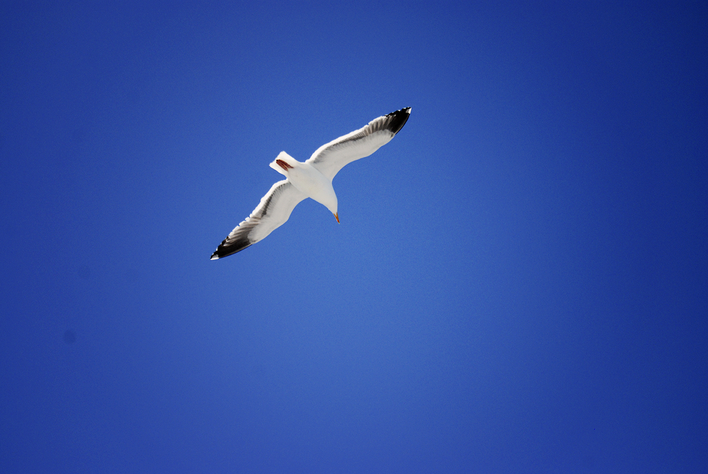 Seagull flying free in the blue sky