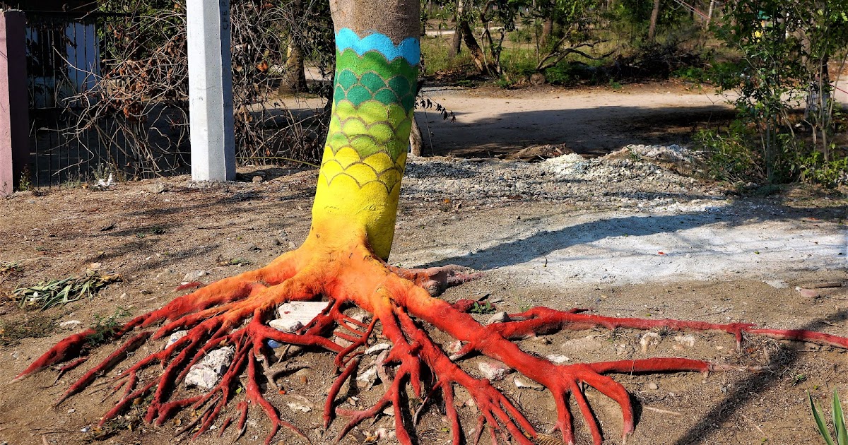 mexpatriate — in the key of steve why are the trunks of palm trees