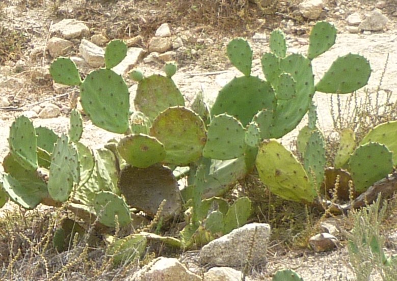 Bodenseewellen Wie umarme ich einen Kaktus?