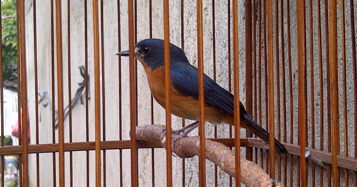 38++ Harga burung tledekan bambu terupdate