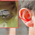 Things You Should And Should Not Do When An Insect Gets Inside Your Ear