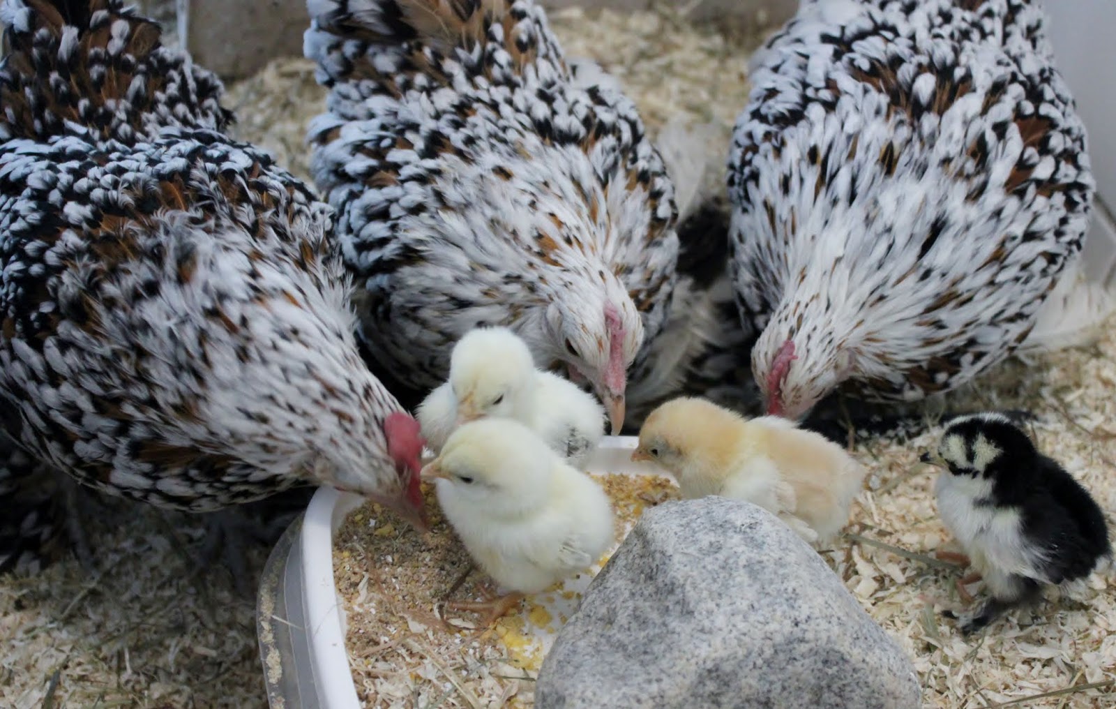 seksikkäin opettaja porno