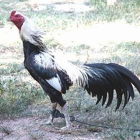 Gambar Ayam Kampung Ayam Kampung