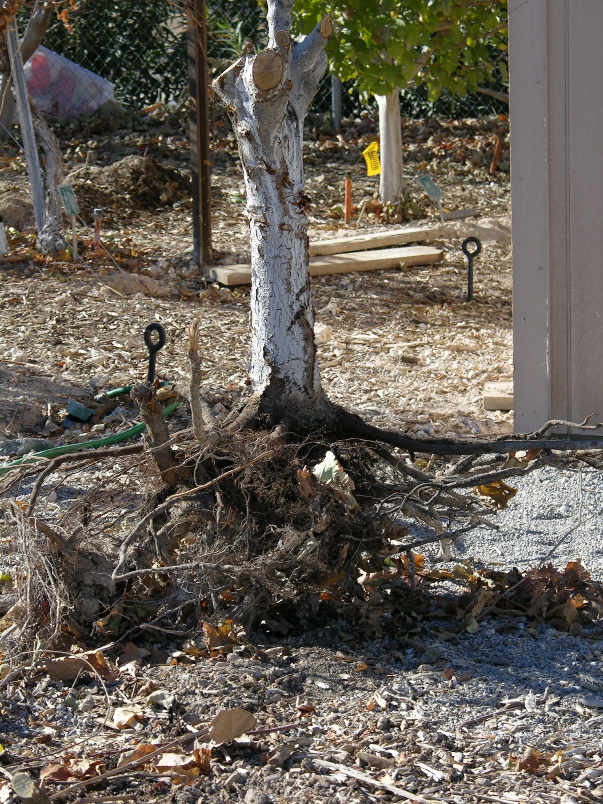 Xtremehorticulture of the Desert How to Water Apricot Trees Loaded