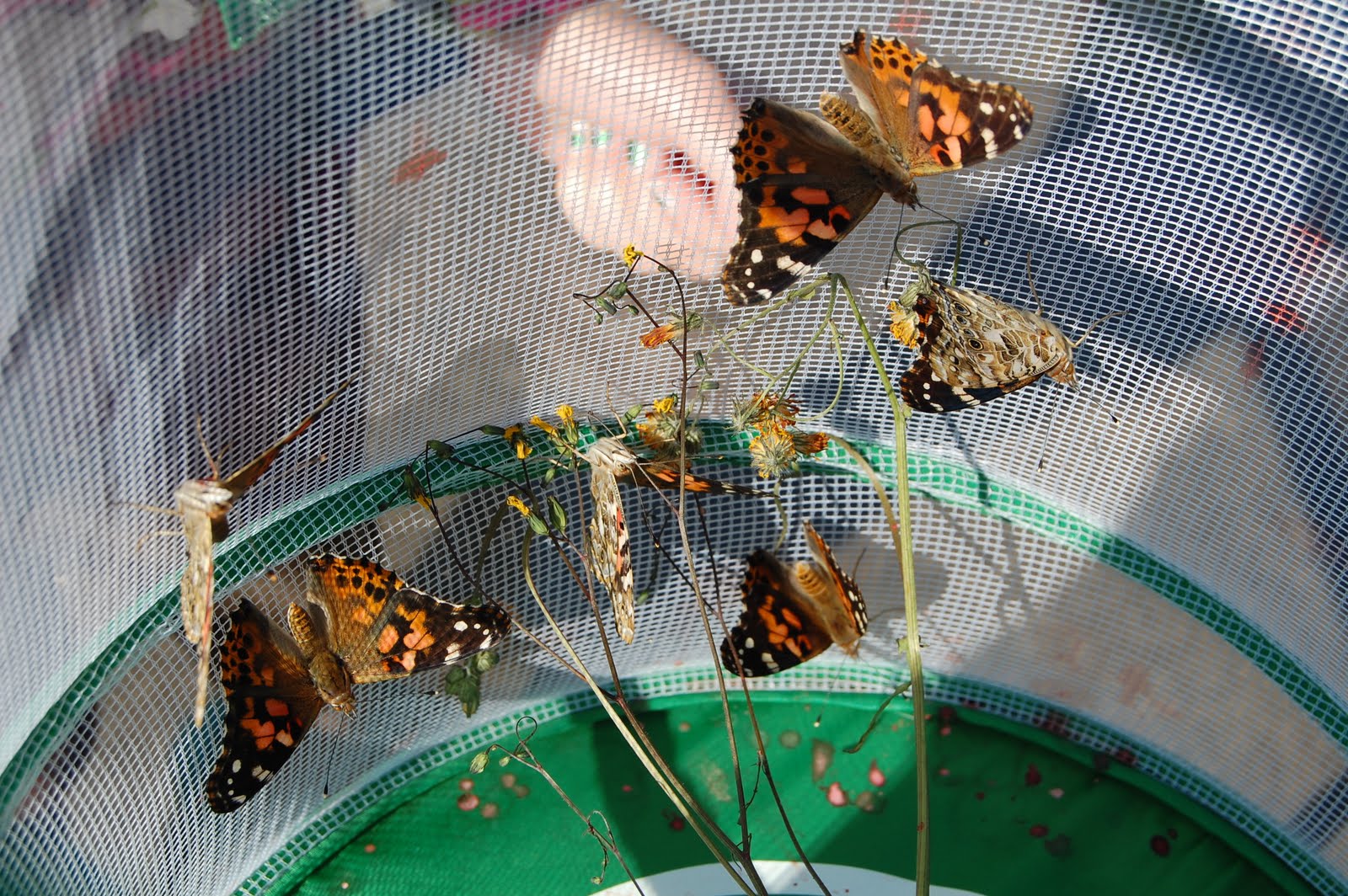 Our Creative Day Butterfly Release