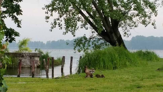 Parco-del-Mincio-Mantova