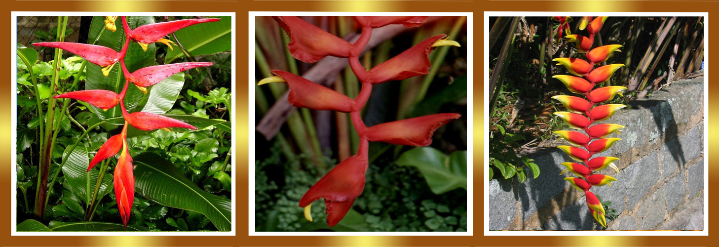 Guía Del Plantabosques Heliconias Y Otras Flores Rojas