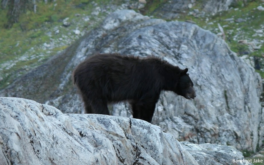 black bear