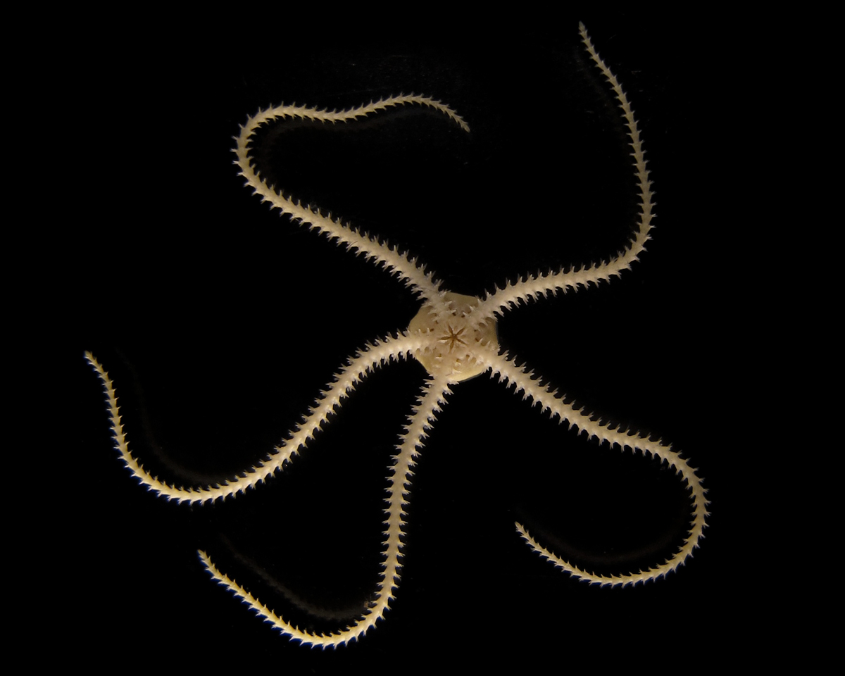 Invertebrate Embryology Viviparous brittlestar Amphipholis squamata