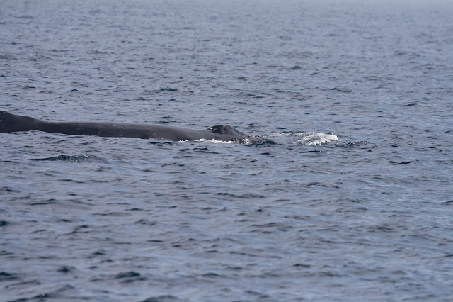 Humpback Whale blowhole to dorsal fin Humpback Whale blowhole to dorsal fin