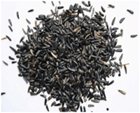 YAVANI (Trachyspermum Amimi)