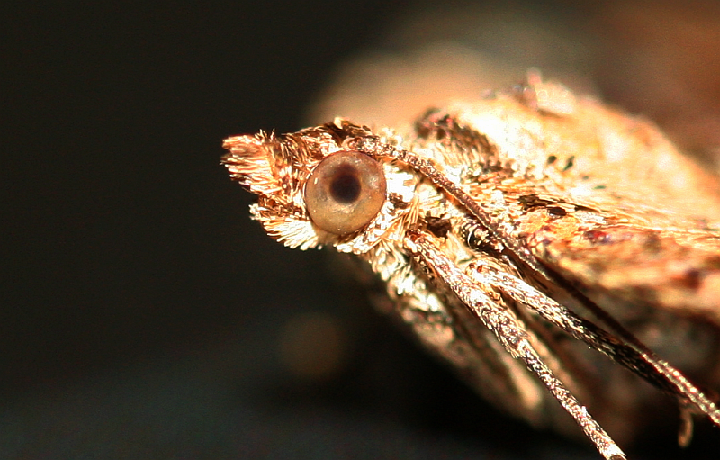 Naturwunder VierbindenBlattspanner